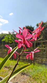 Close-up of a vibrant pink cymbidium orchid blooming in the morning light at Sikkim Flora World nursery.