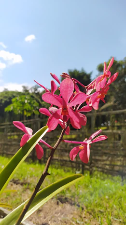 Close-up of a vibrant pink cymbidium orchid blooming in the morning light at Sikkim Flora World nursery.