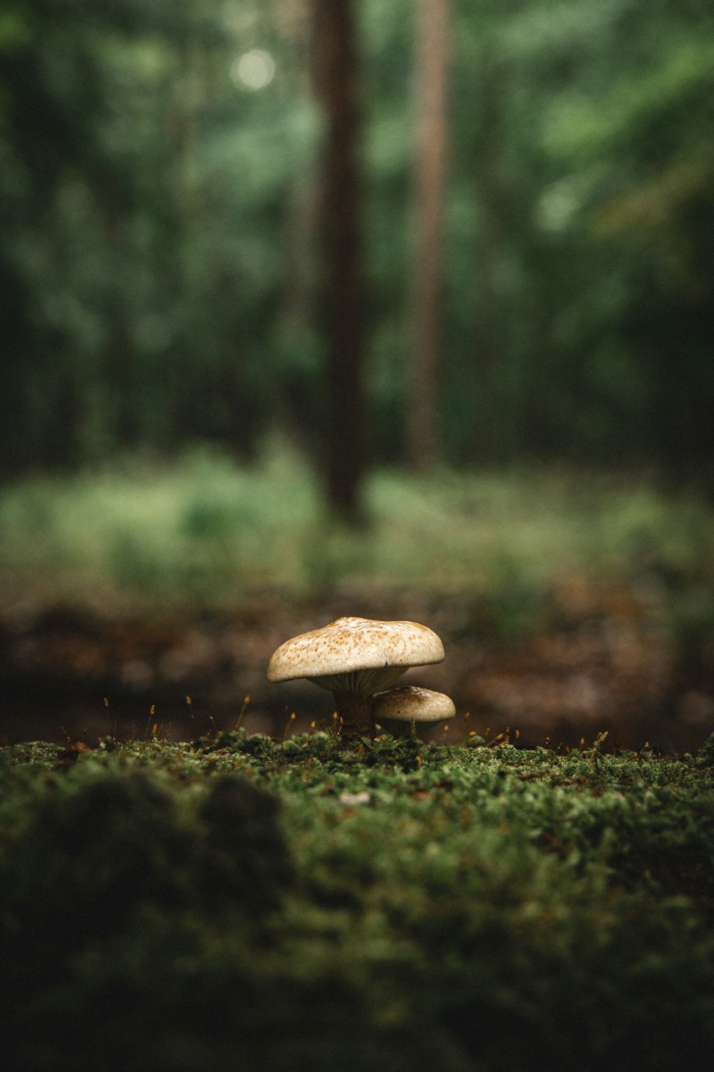 champignon brun au milieu de la forêt