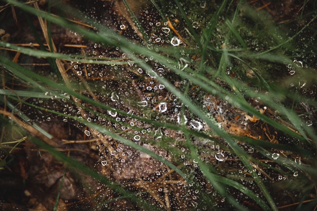 water droplets on green grass