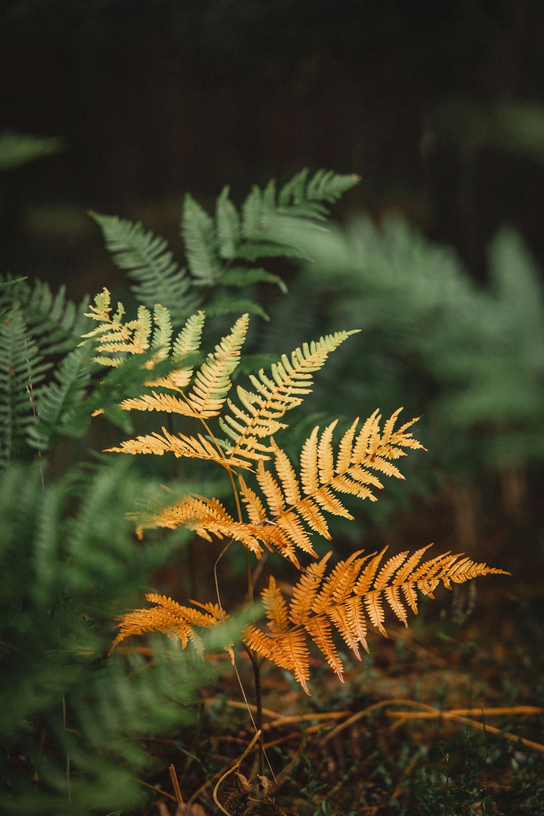 green and brown pine tree