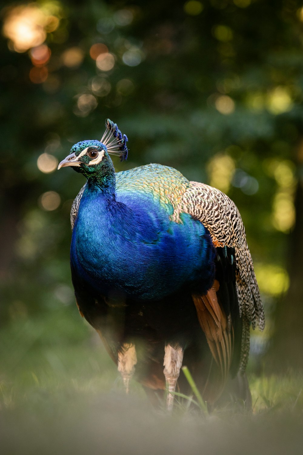 blue peacock in close up photography