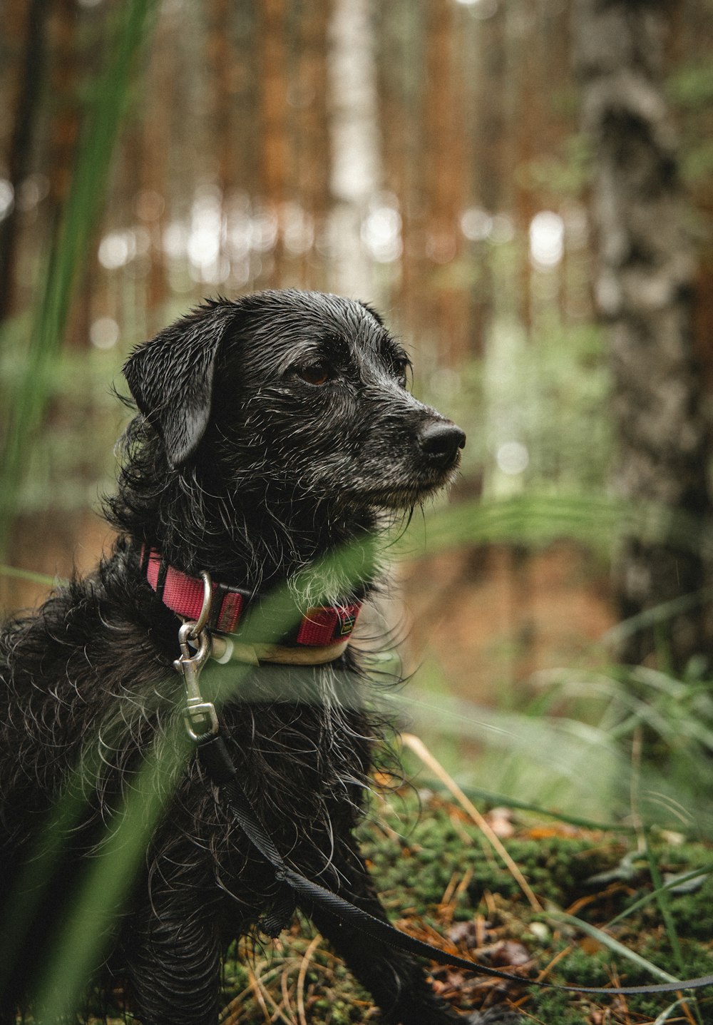 black short coat medium dog on green grass during daytime