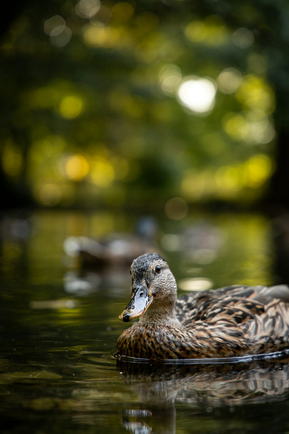 brown duck on water during daytime