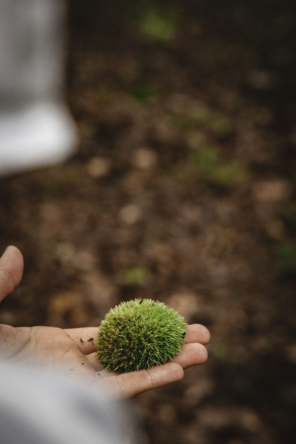 person holding green round fruit