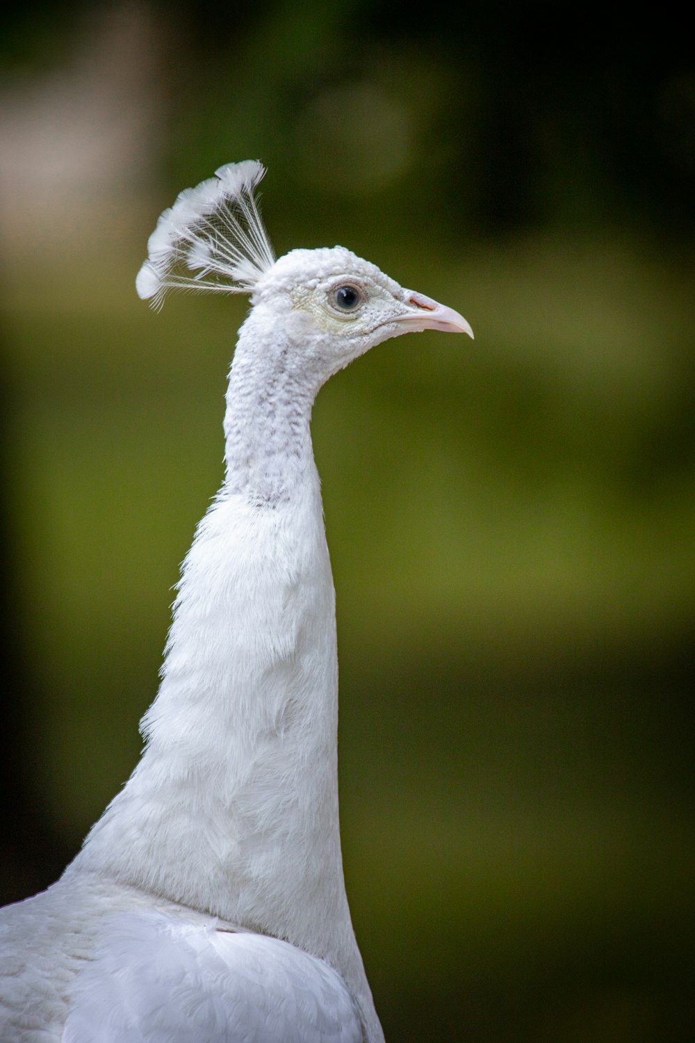 Weißer Vogel in Nahaufnahmen
