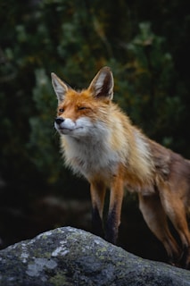A cheerful little fox with big eyes and a bright orange tail, sitting in a colorful forest clearing.