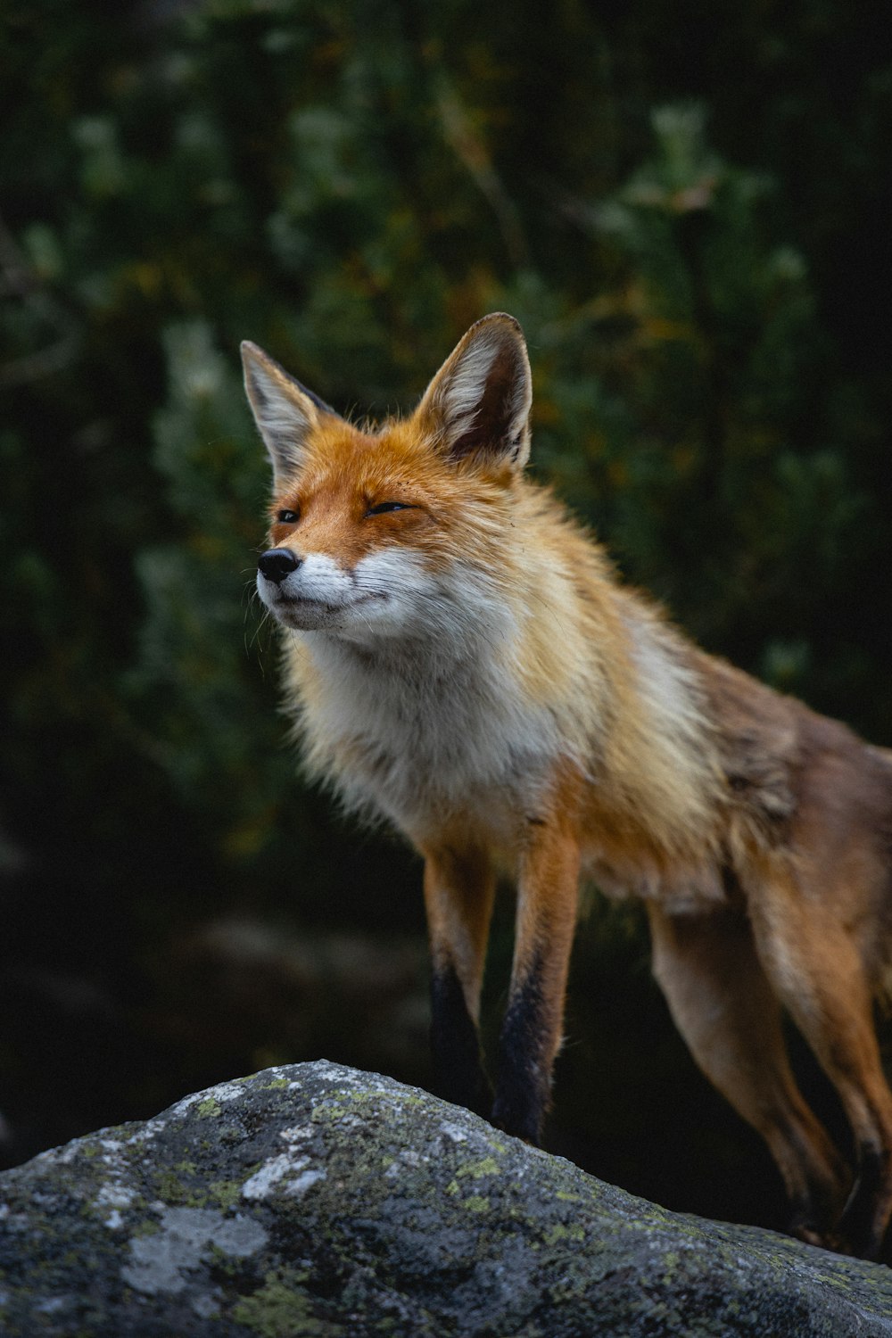 brown and white fox on gray rock