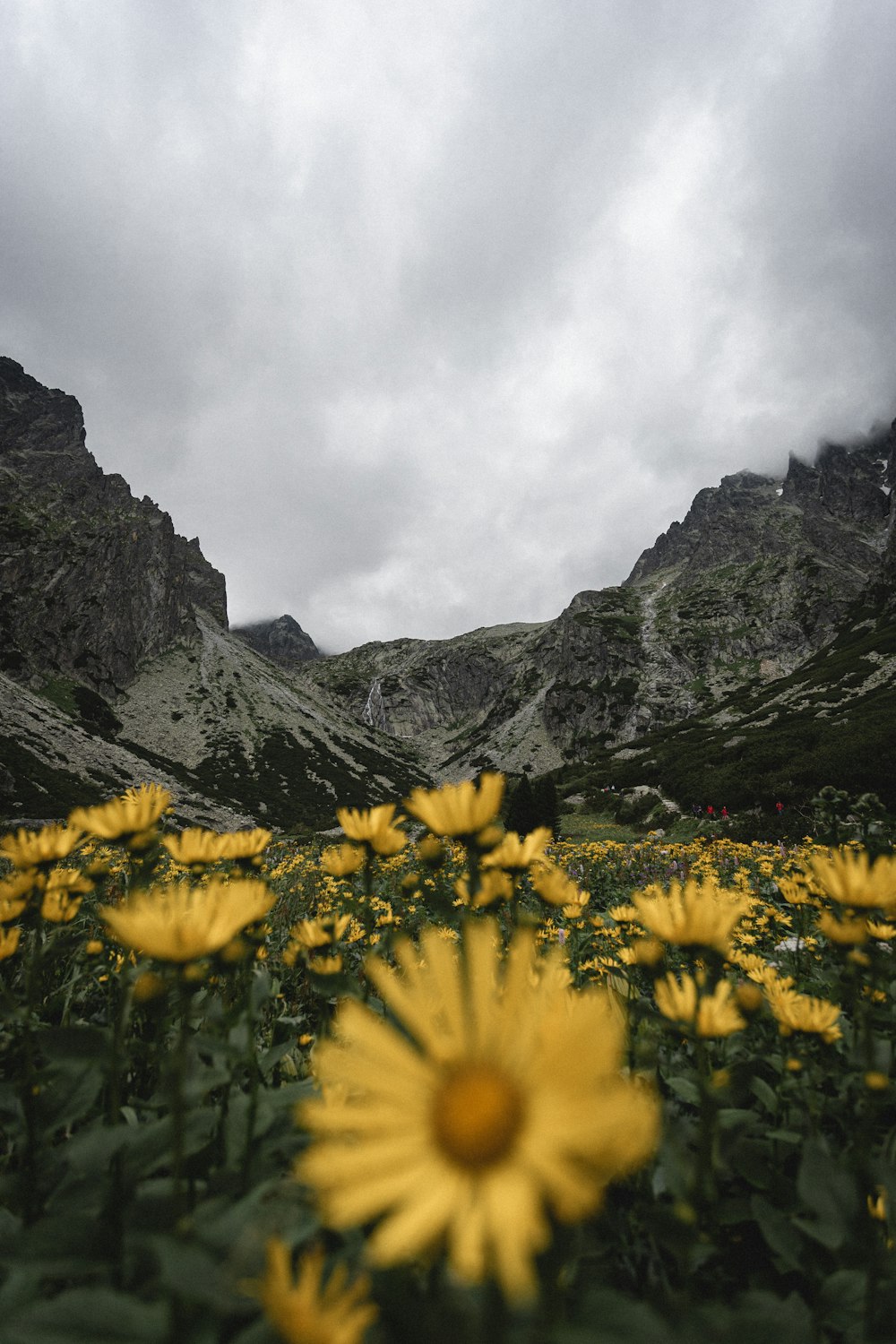 yellow flower field near mountain during daytime