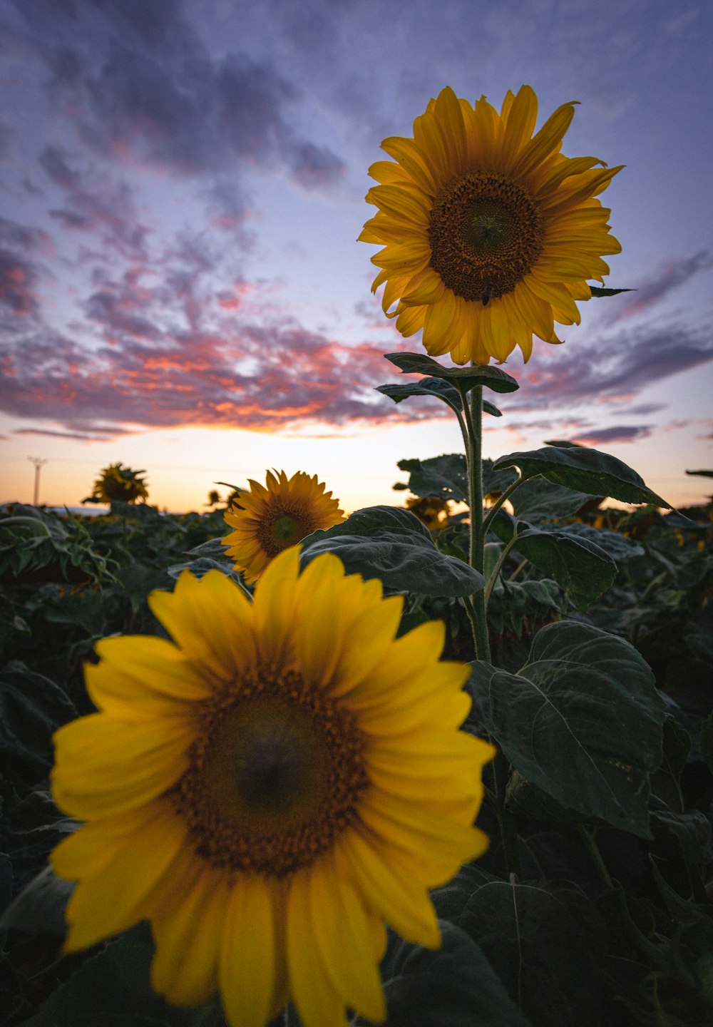 sunflower field under blue sky during daytime