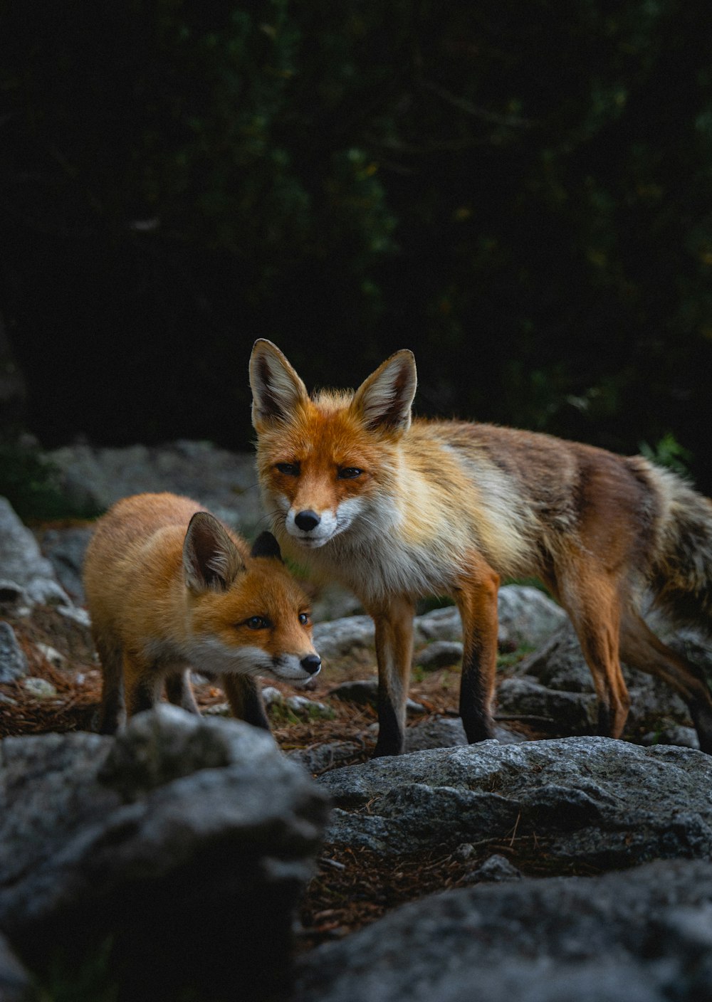 brown fox on gray rock