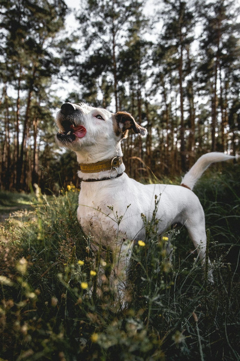 a white dog standing in a field of tall grass