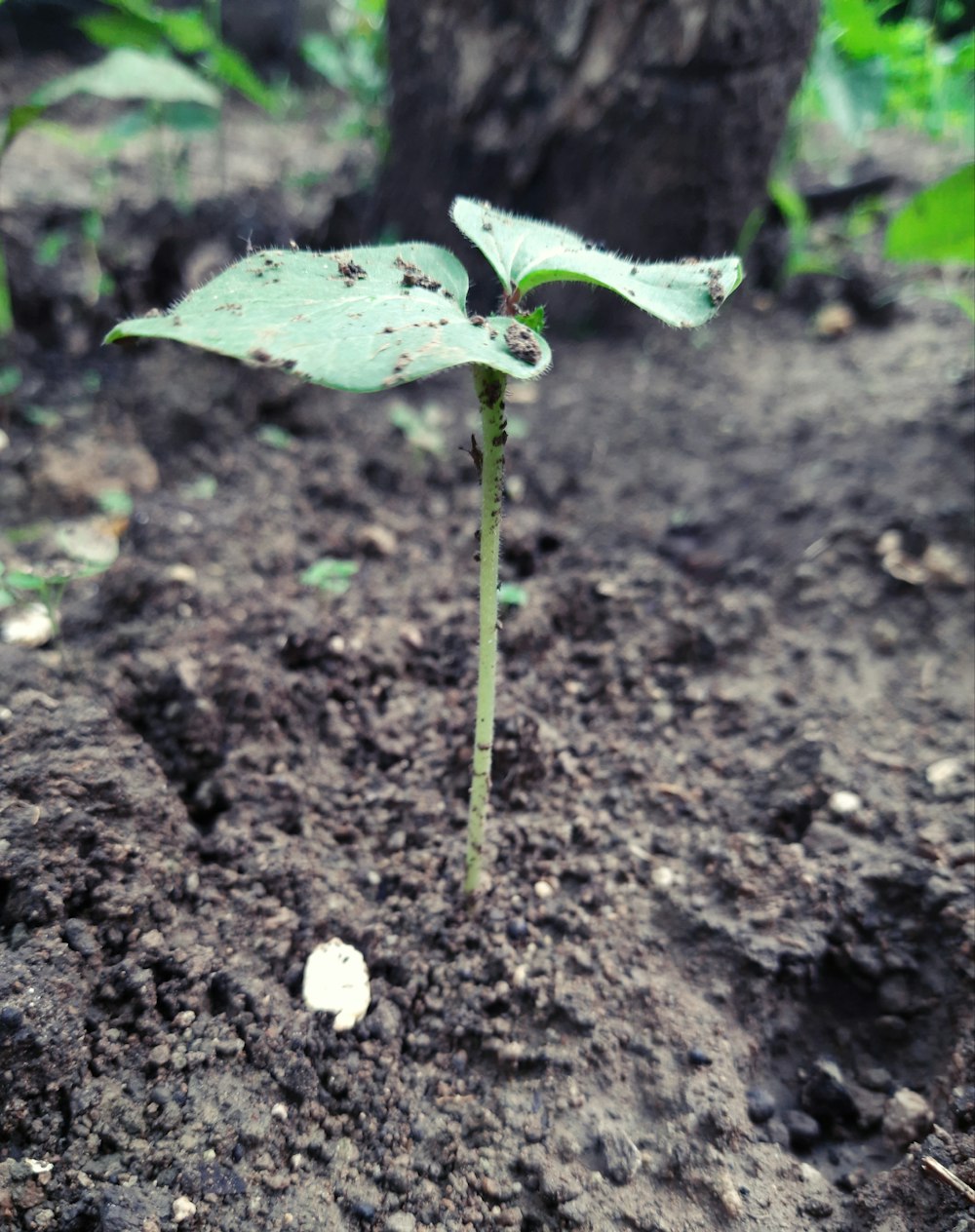 green leaf plant on brown soil