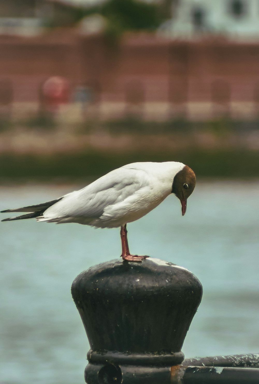 white and black bird on black rock