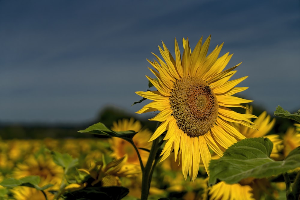 Girasol amarillo en fotografía de primer plano