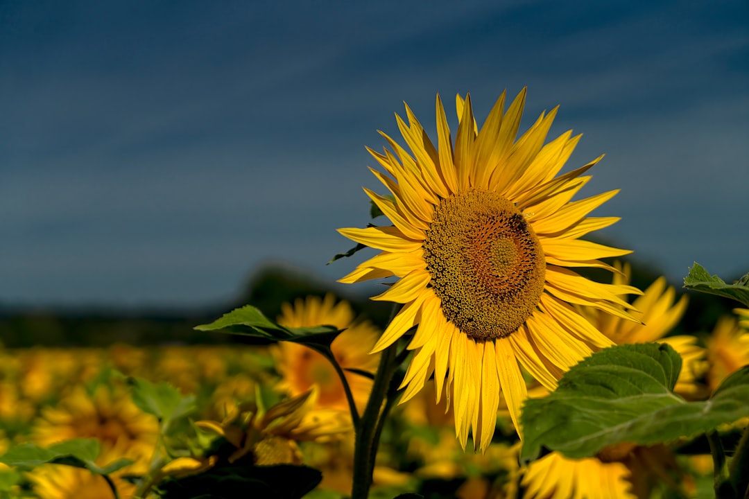 yellow sunflower in close up photography