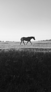 black horse on grass field