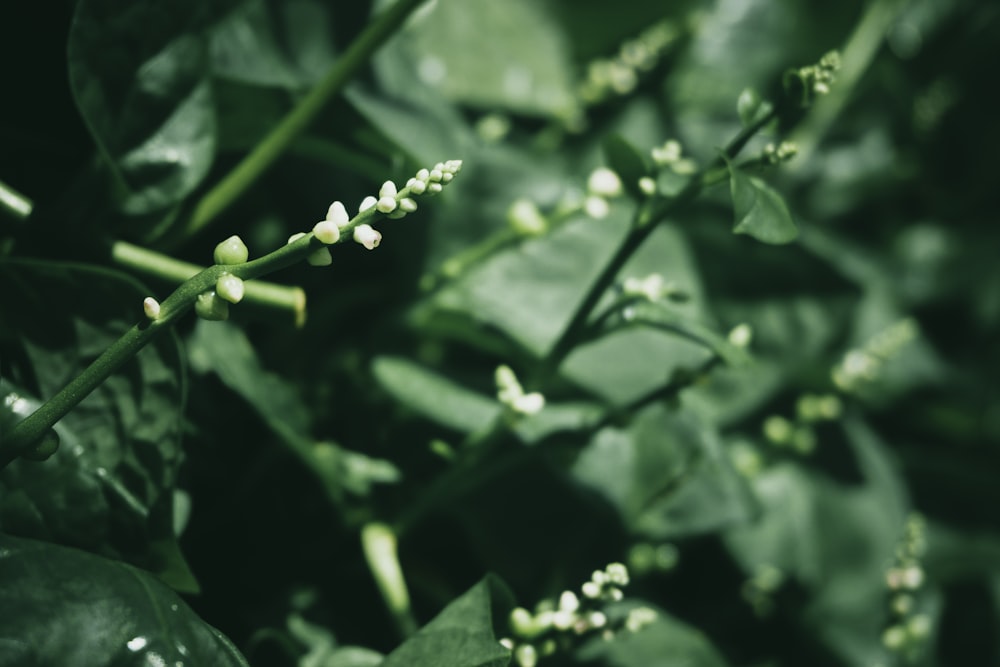 green plant with water droplets