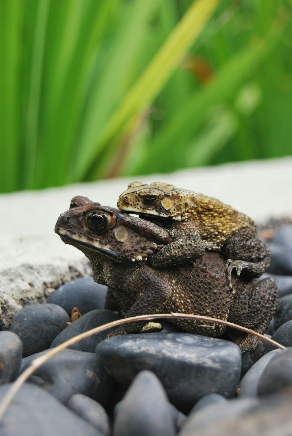 brown and black frog on white concrete surface
