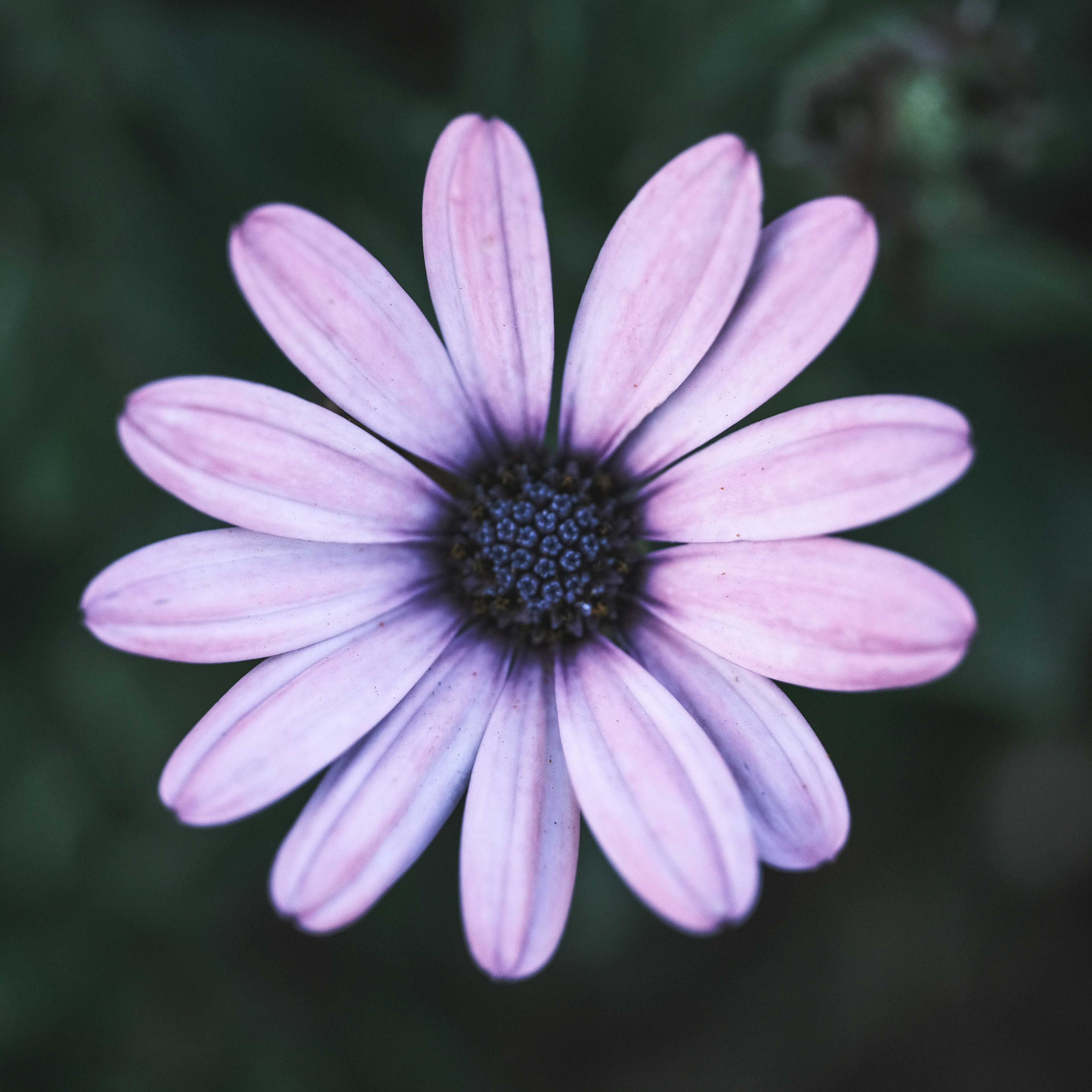 Photo by calvinslibrary