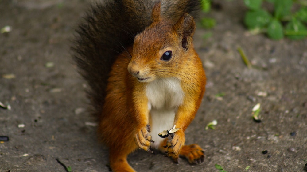 brown squirrel on brown soil