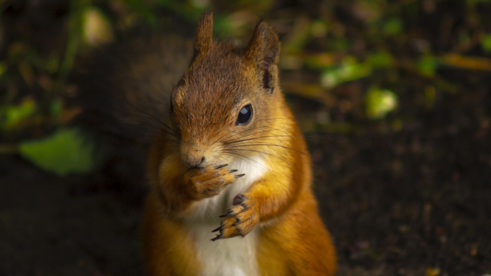 brown and white squirrel on brown tree branch during daytime