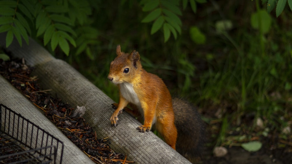 brown squirrel on brown wooden log