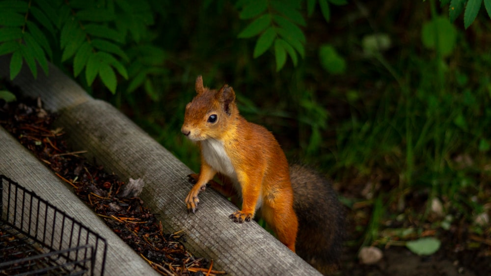 brown squirrel on brown wooden log