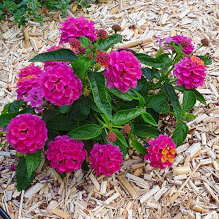 Close-up of vibrant red cedar mulch spread evenly around blooming flower beds