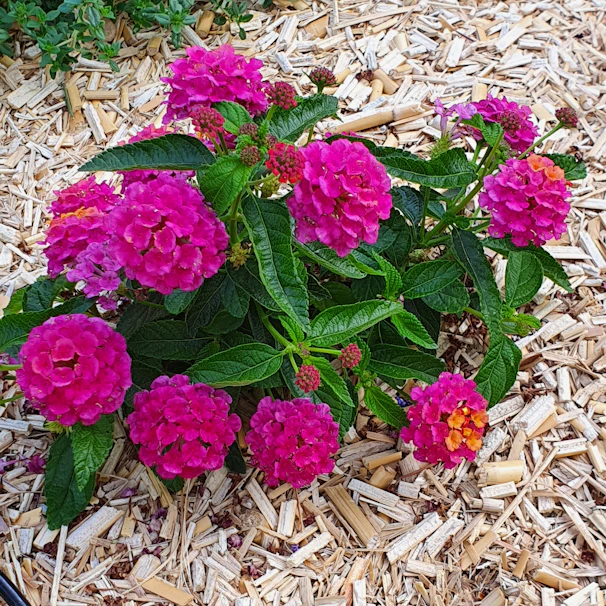 Close-up of vibrant red cedar mulch spread evenly around blooming flower beds