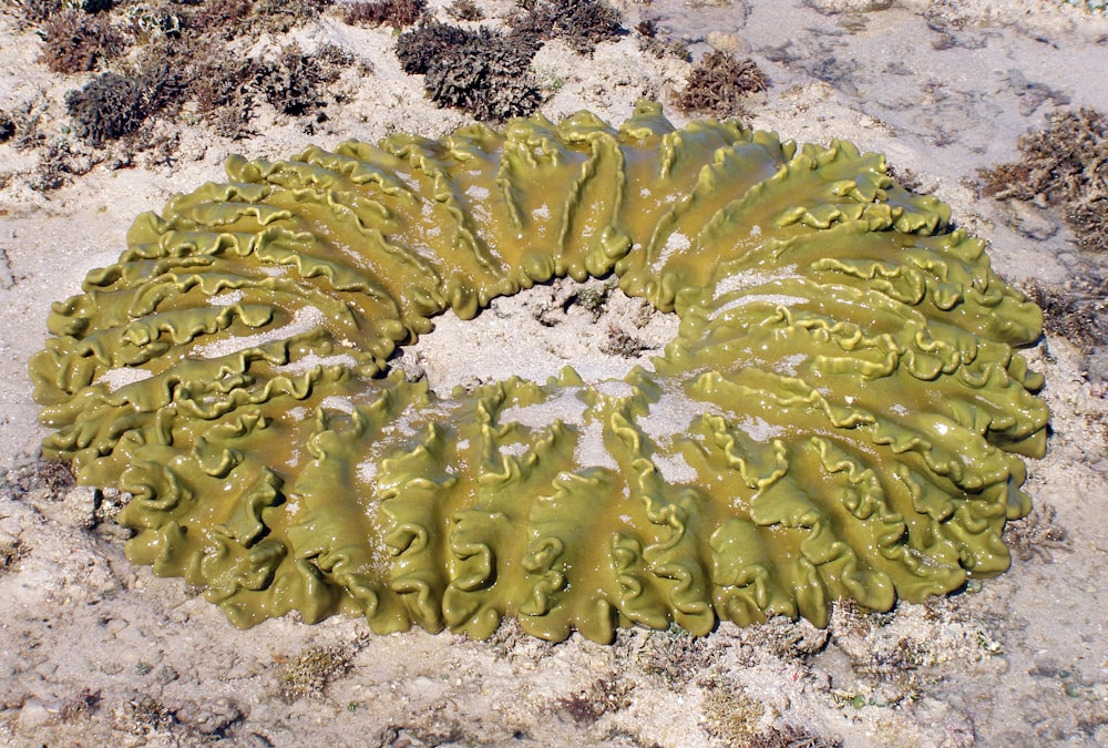 green plant on white sand