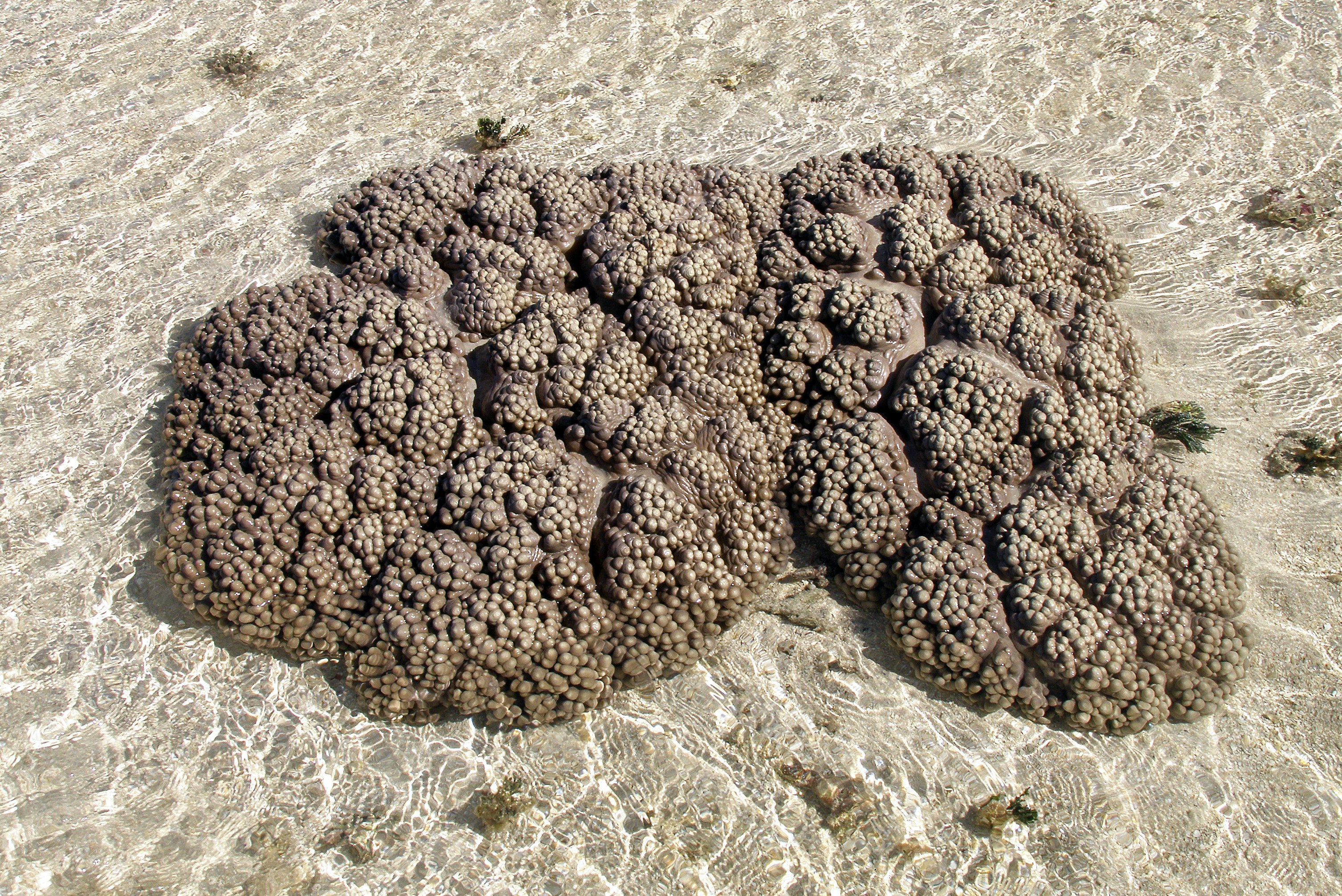 A photo from years ago of a coral exposed during an unusually low tide at Green Island on the Great Barrier Reef.