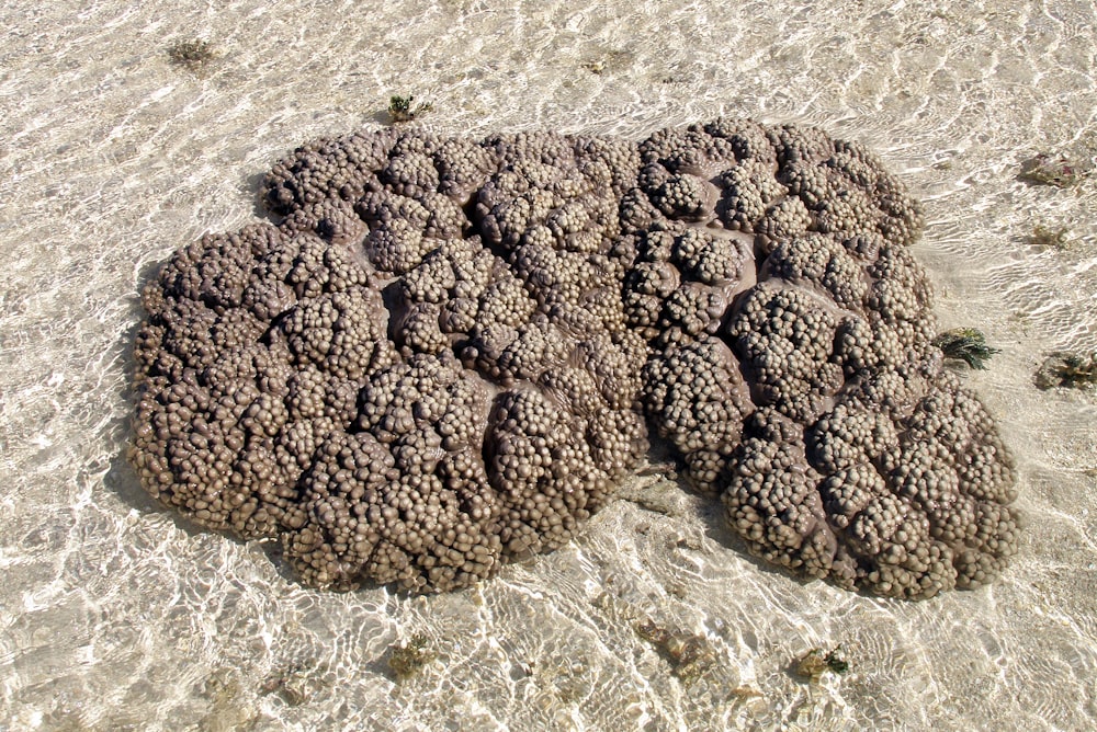 brown and black coral reef