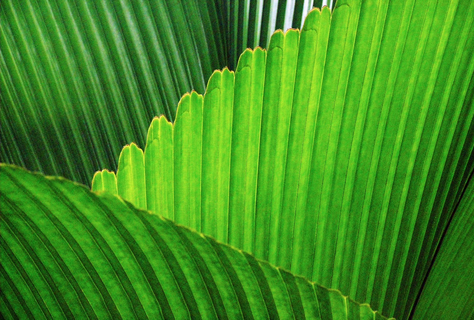 Olympus SP510UZ sample photo. Green leaf plant during photography