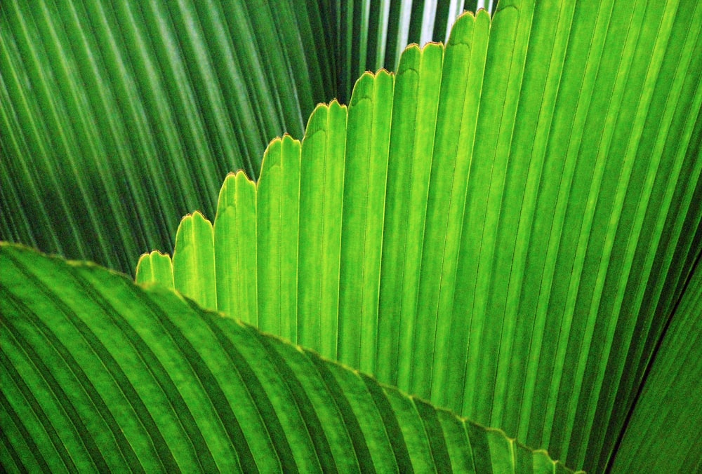 pianta a foglia verde durante il giorno