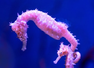 pink and white sea creature