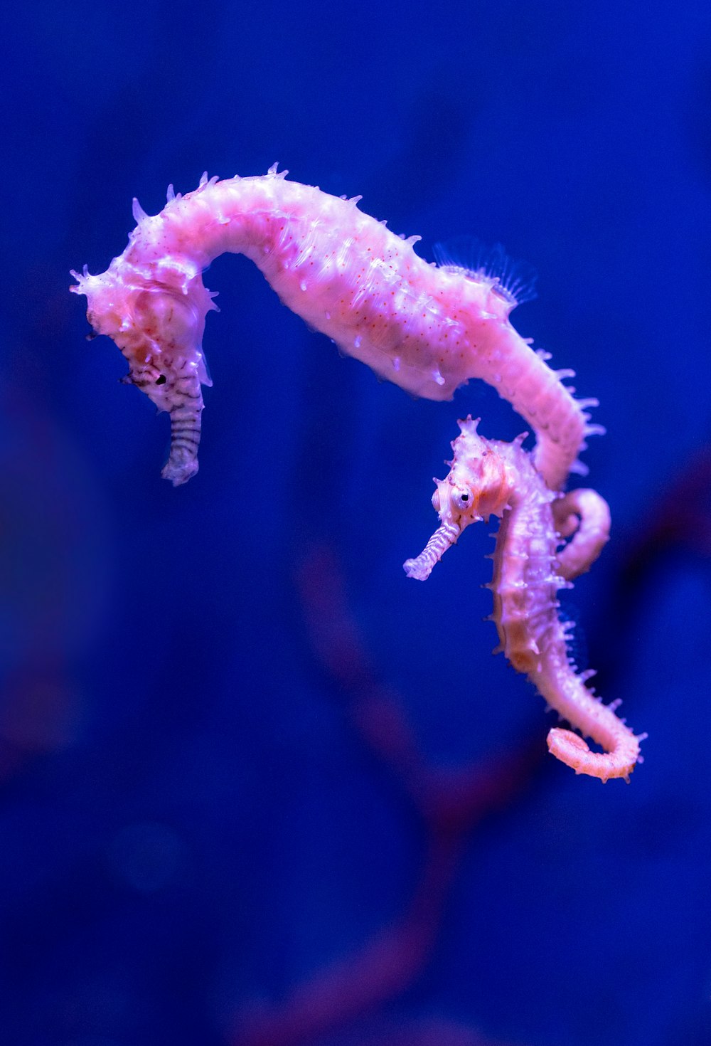 Criatura marina rosa y blanca
