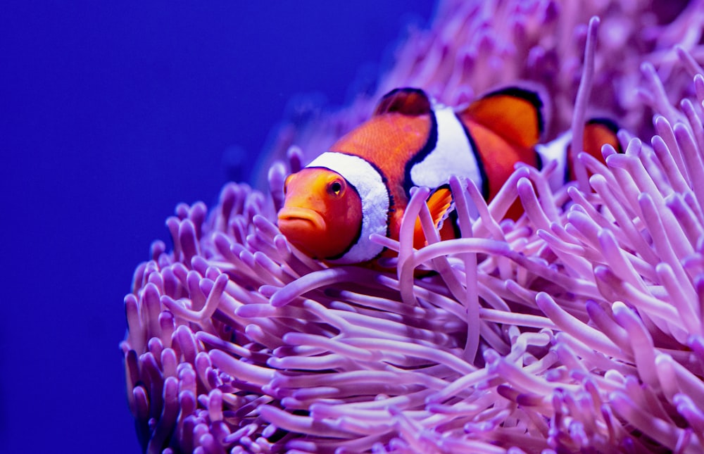 orange and white clown fish