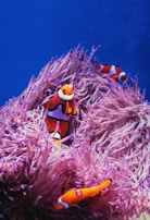 clown fish on pink coral reef