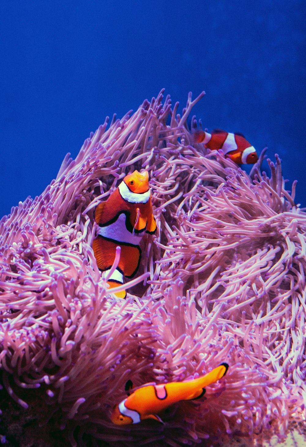 Pez payaso en el arrecife de coral rosa