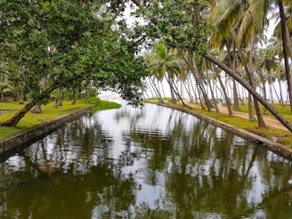 green trees beside river during daytime