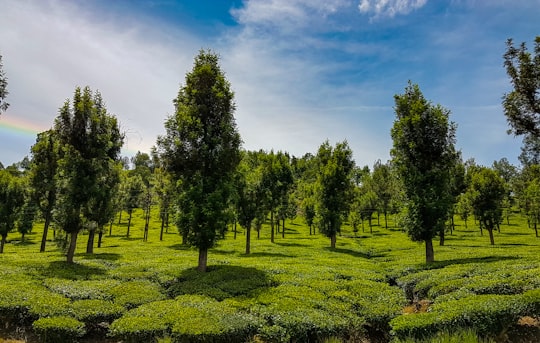 green trees on green grass field under blue sky during daytime in Tamil Nadu India