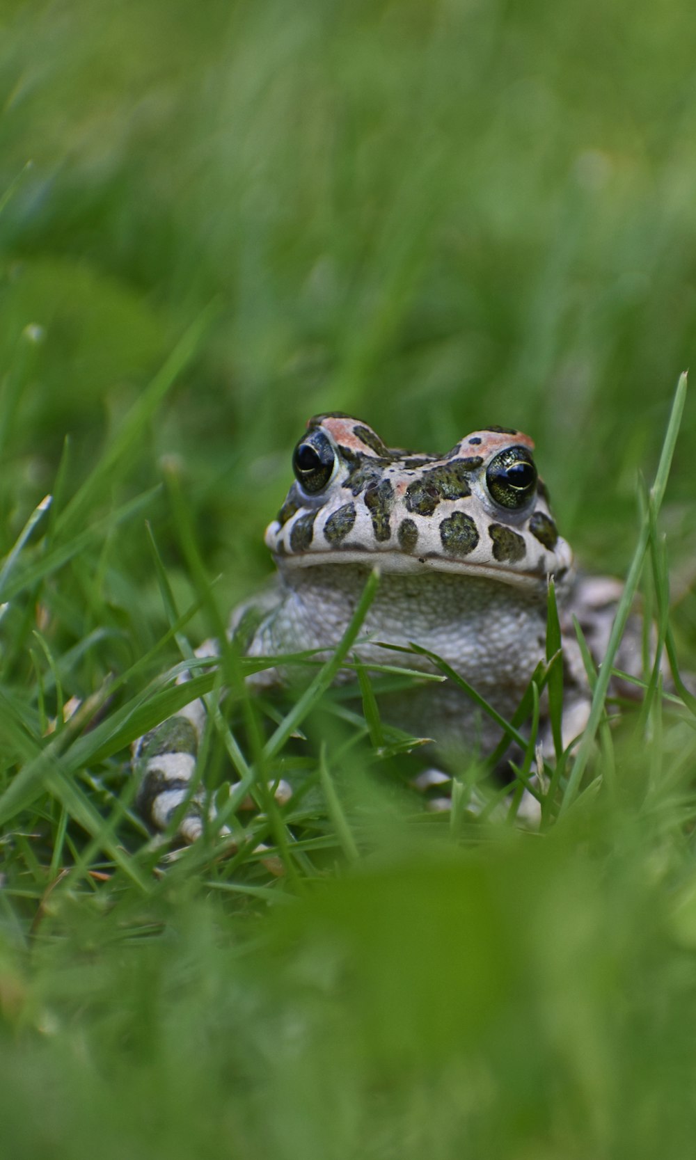 brown and white frog on green grass