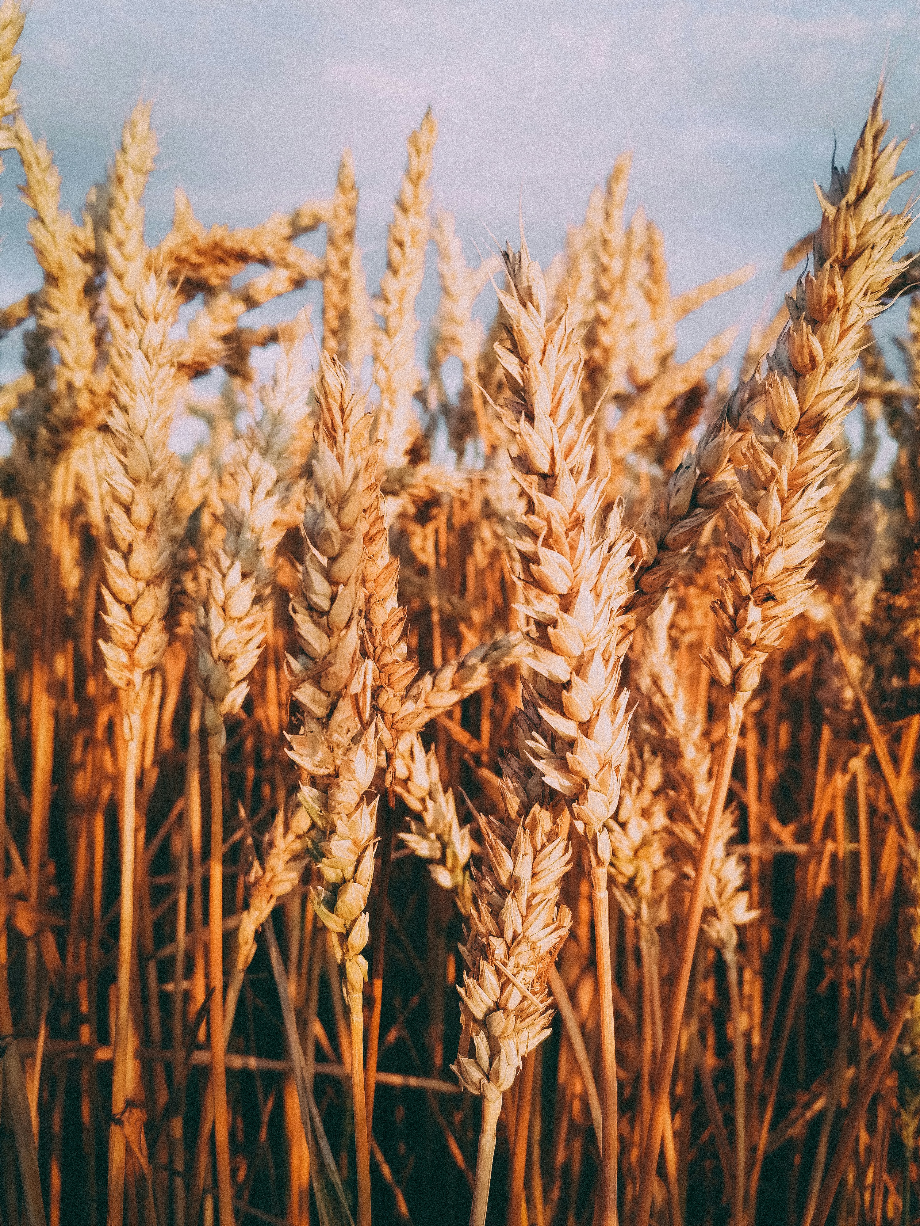 Oxalate Levels in Gluten-Free and Grain-Free Diets: 5 Best Tips