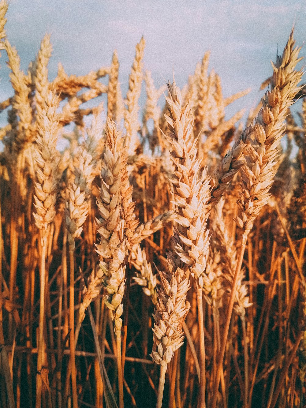 brown wheat field during daytime