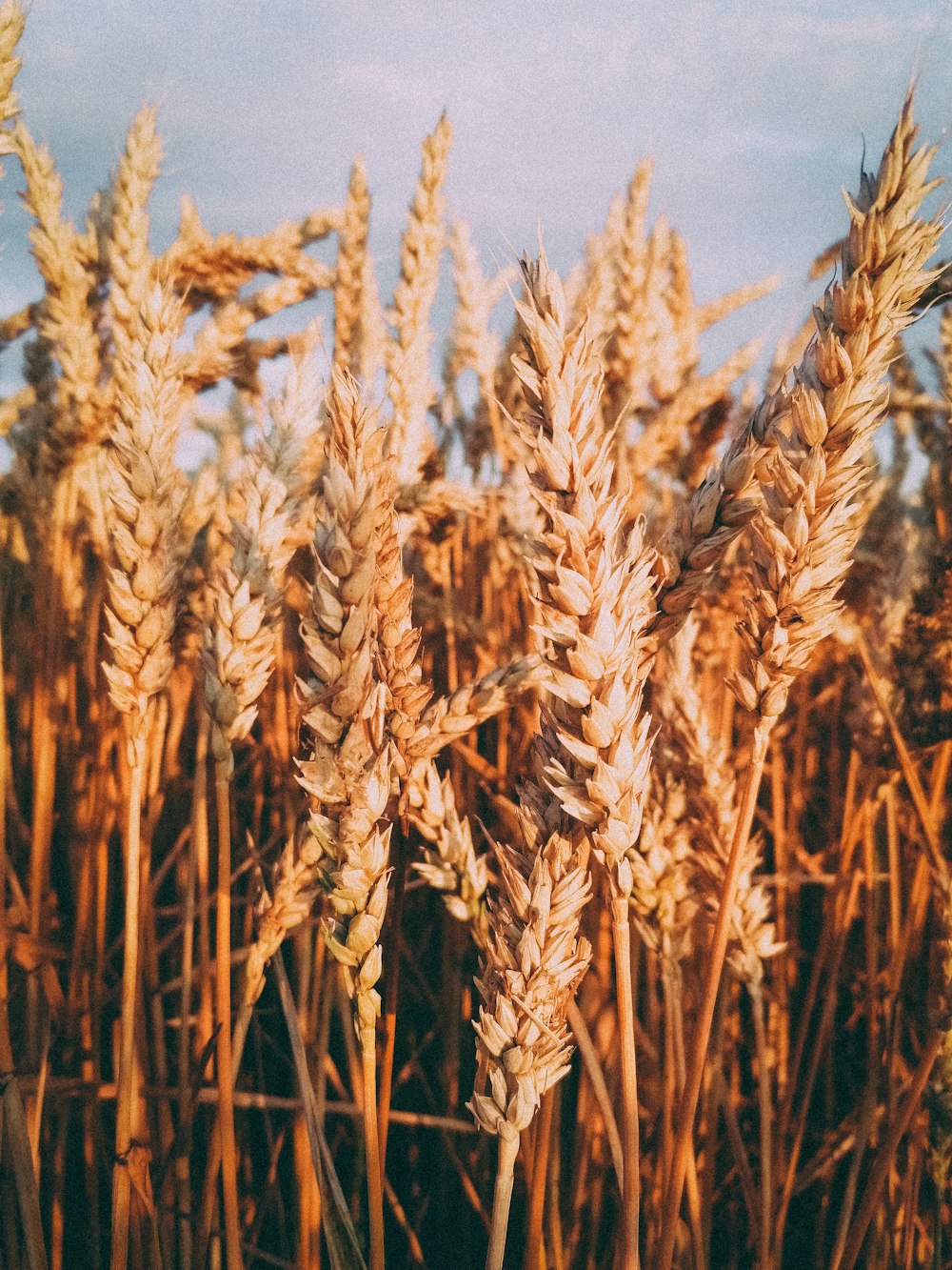 campo di grano bruno durante il giorno