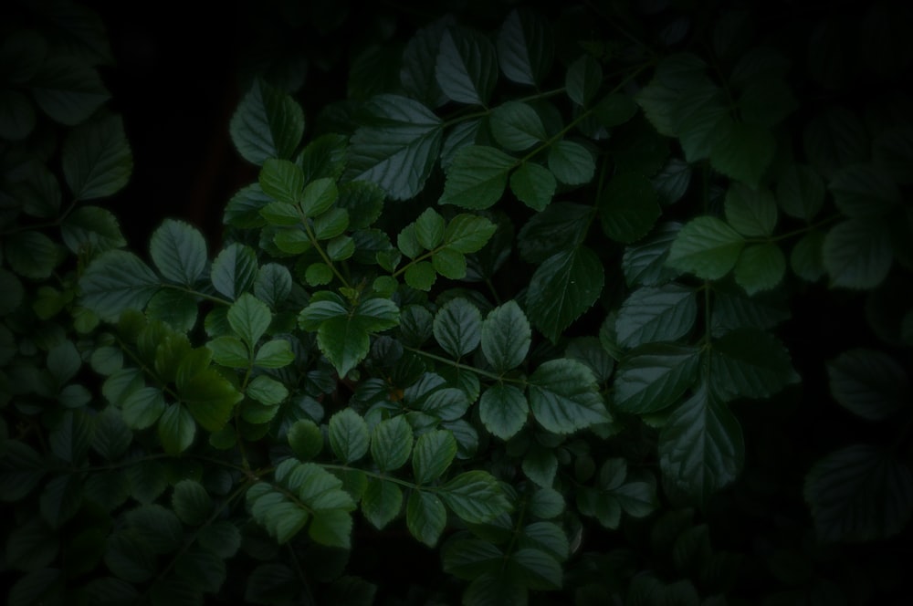 green leaves in dark room