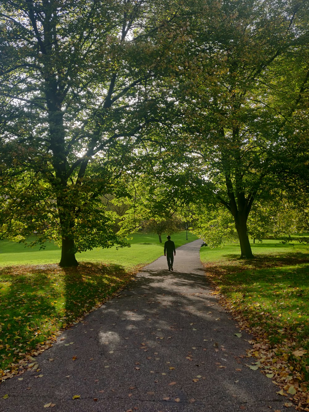 person walking on pathway between green grass and trees during daytime
