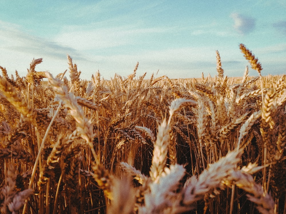 brown wheat field under blue sky during daytime