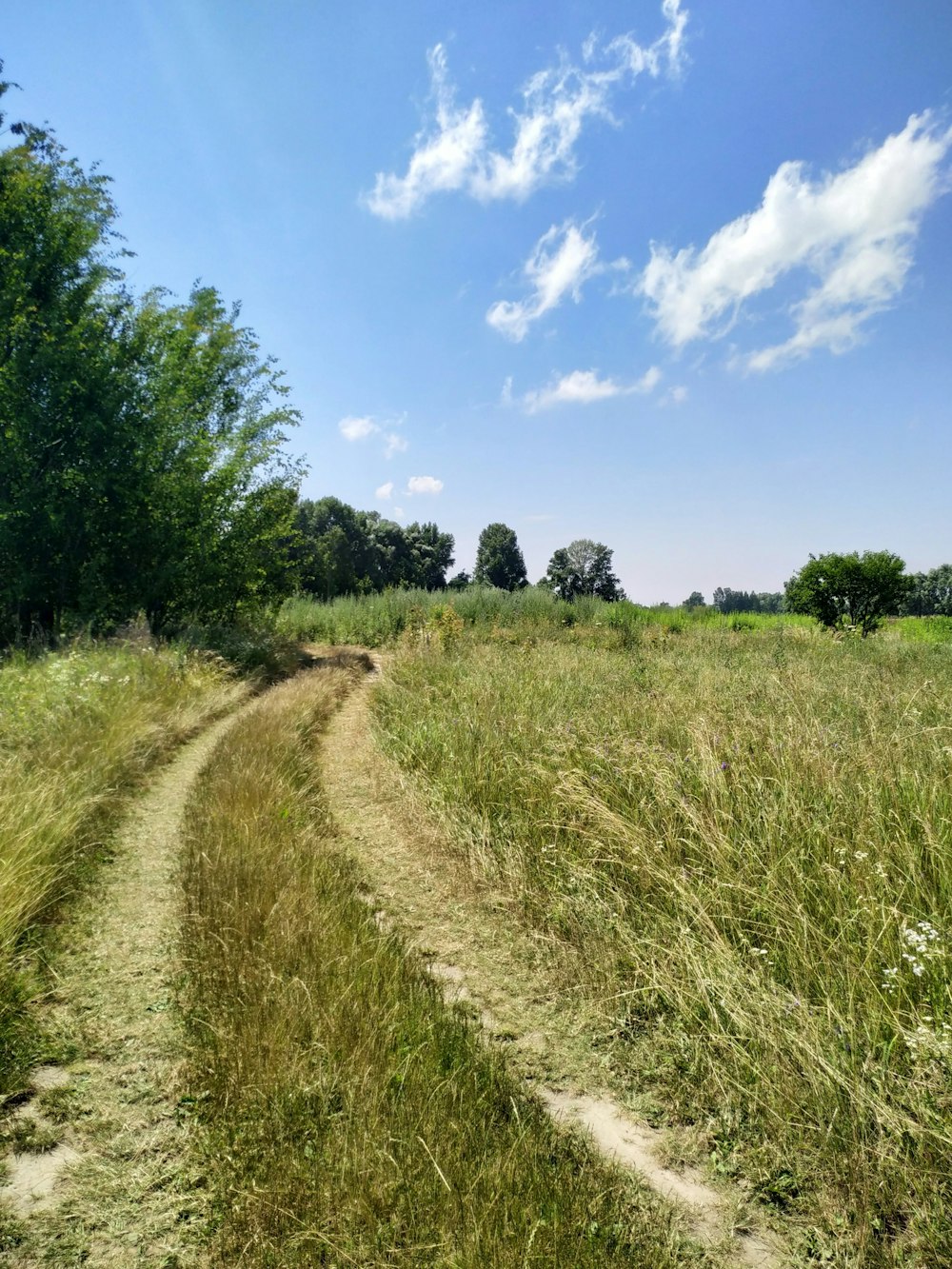 green grass field near green trees under blue sky during daytime